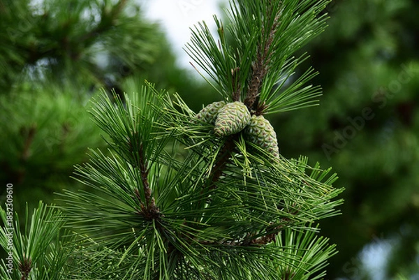 Obraz つき始めの松ぼっくり