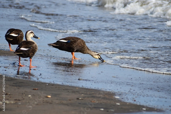 Obraz 海水を飲むカルガモ