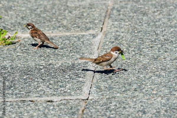 Obraz 地面に下りて草を食べるスズメの幼鳥