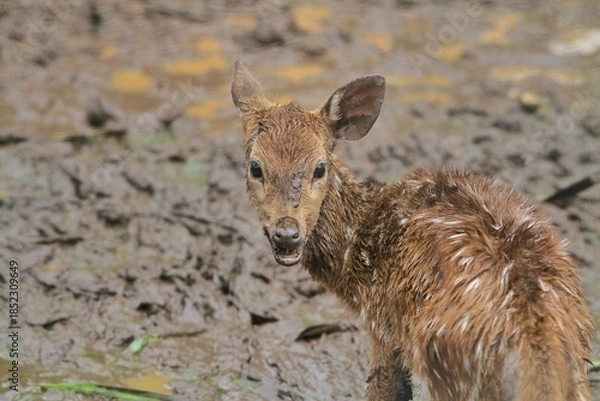 Obraz close up view of axis deer standing while looking back