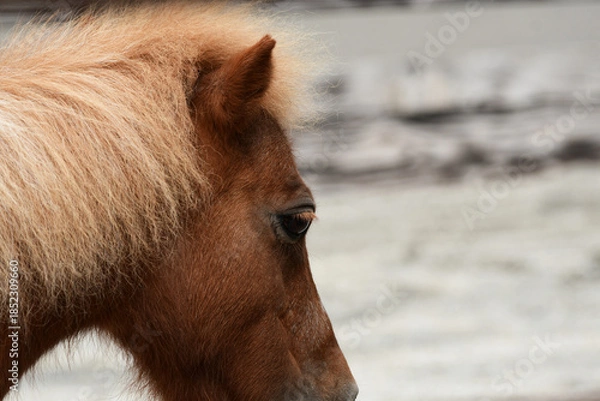 Obraz 長いまつ毛のポニー
