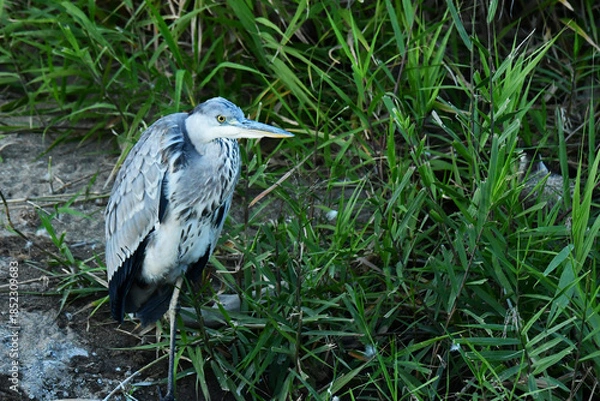 Obraz 茂みに隠れるアオサギ