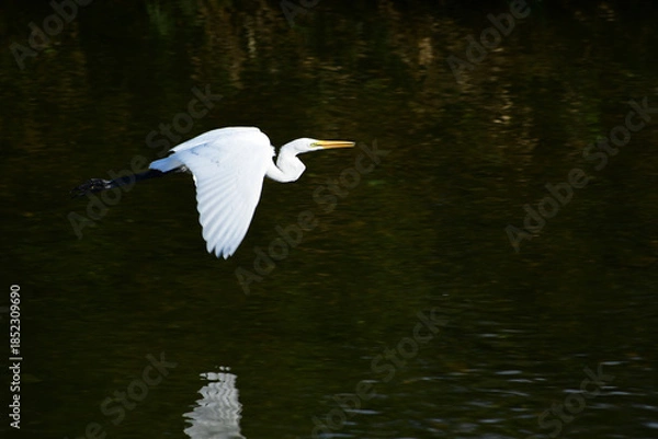 Obraz 川を低く飛ぶ秋のダイサギ