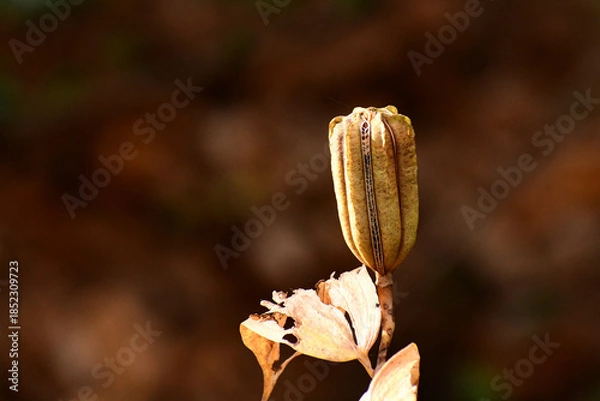 Obraz 秋のヤマユリの種