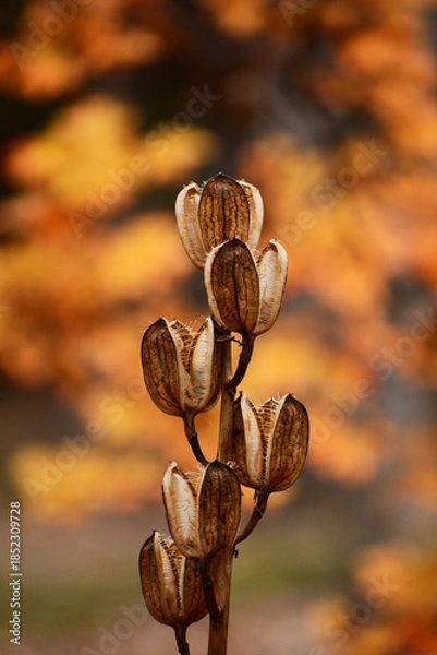 Obraz 晩秋のオオウバユリの種