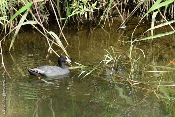 Obraz 川岸で草を食べるオオバン