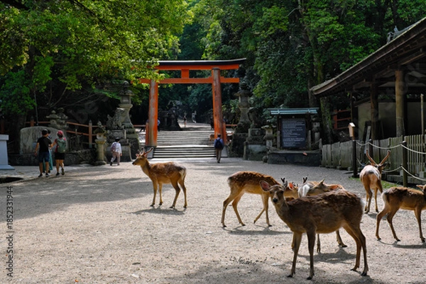 Obraz 春日大社の二之鳥居と鹿　奈良県
