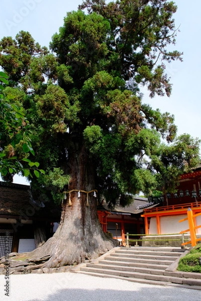 Obraz 春日大社の大杉　奈良県