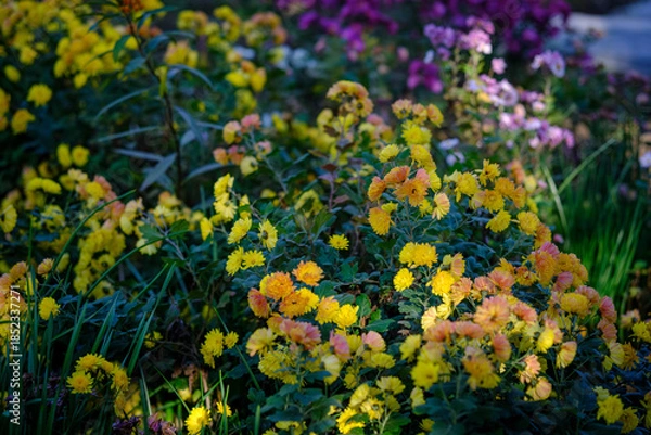 Obraz 庭に咲く菊の花