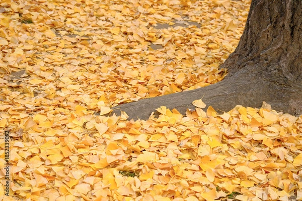 Obraz 秋の風景　　イチョウの葉が落葉し黄色く染まる小道