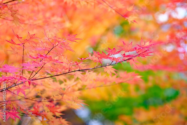 Obraz 秋の風景　赤く色づいた紅葉