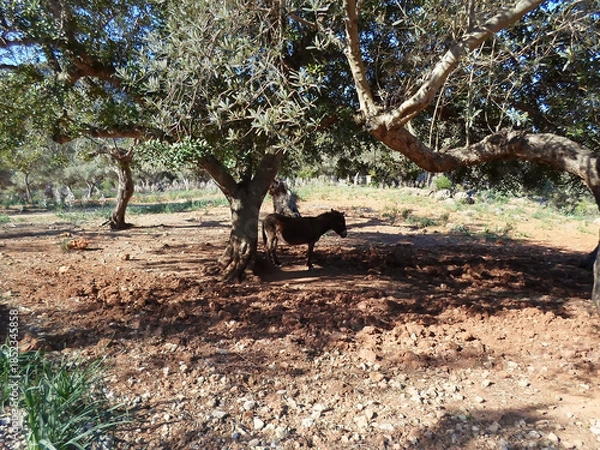 Obraz Burro balear, asno mallorquín a la sombra en finca rústica con olivos de Son Marroig, Deià, Mallorca, Islas Baleares. Ruta de senderismo a Sa Foradada, campiña mallorquina, paisaje mediterráneo.