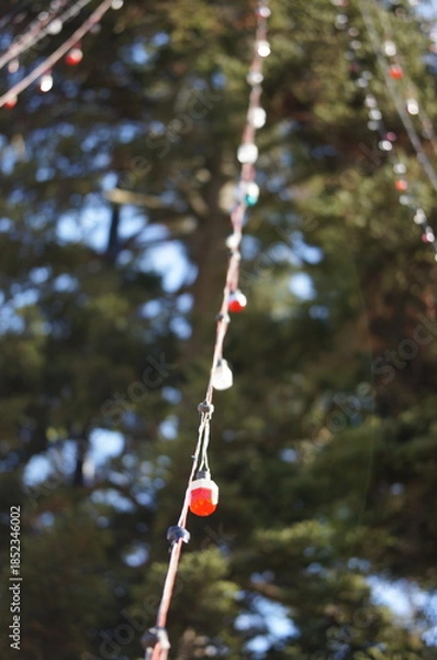 Fototapeta もみの木のイルミネーション