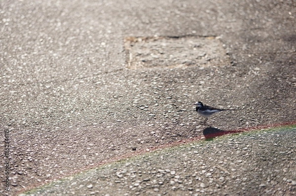 Fototapeta 道行く小鳥
