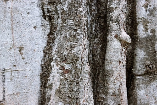 Obraz Cracked large tree trunk bark texture background