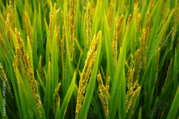 Obraz Rice field