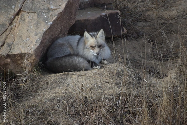 Obraz Fox resting among rocks 