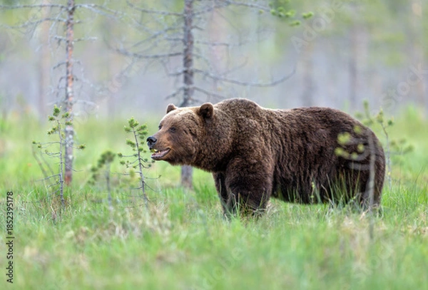 Obraz Wild brown bear ( Ursus arctos )