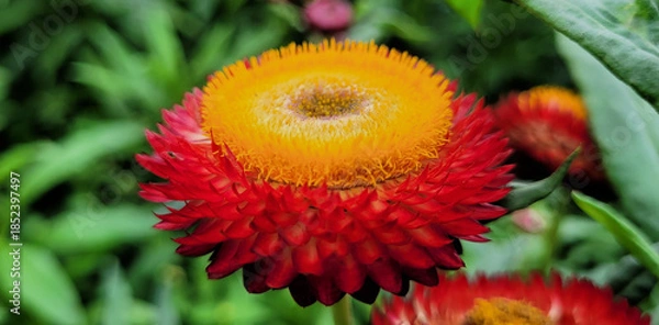 Obraz Straw flower or everlasting daisy
