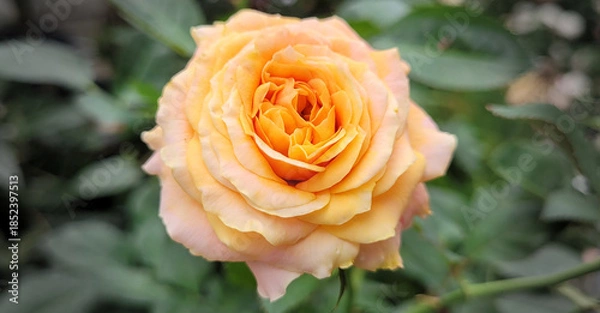 Obraz Beautiful roses