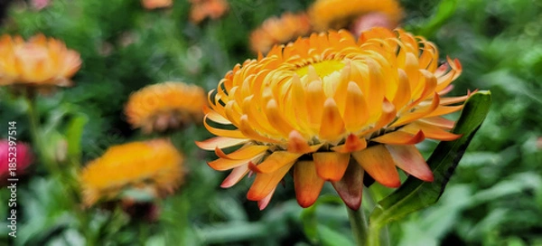 Obraz Straw flower or everlasting daisy