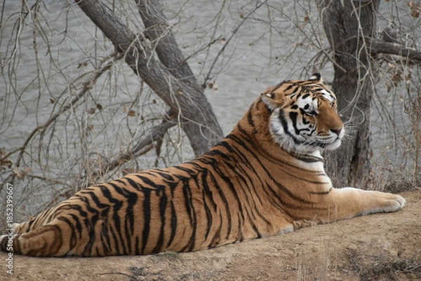 Obraz Resting tiger by the water 