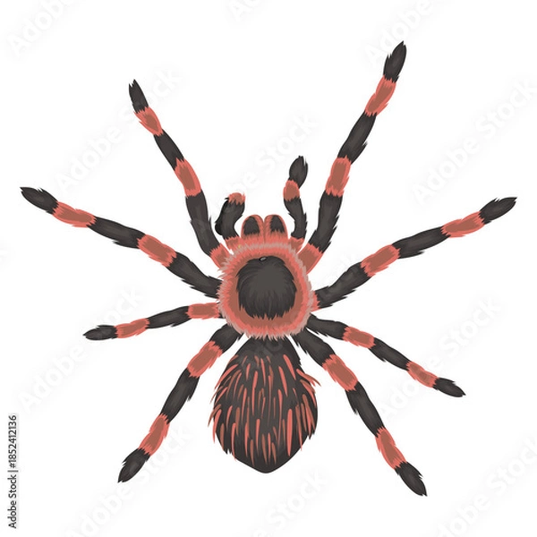 Obraz red tarantula with separate white background