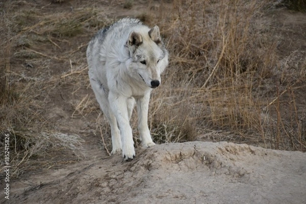 Obraz Lone white wolf