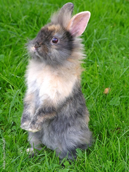 Obraz kaninchen