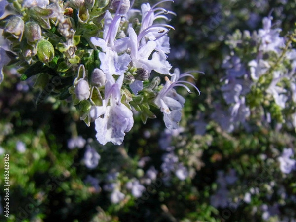 Fototapeta 良い香りのするハーブの一種のローズマリーの満開の花のアップ