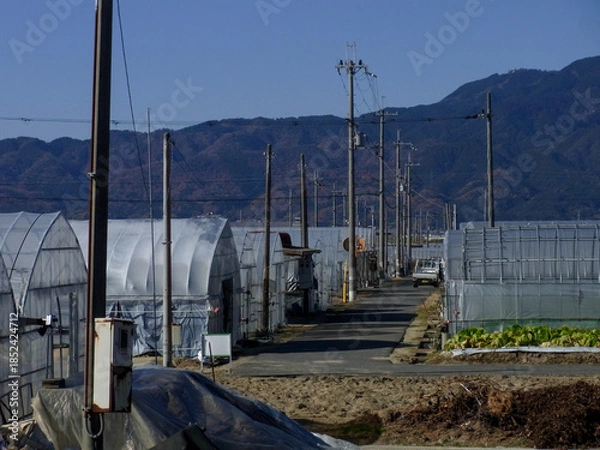 Obraz ビニールハウスでのハウス栽培をしている農業のイメージと軽トラック