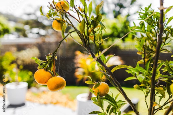 Obraz mandarin tree full of ripe fruit with tropical australian garden bokeh background
