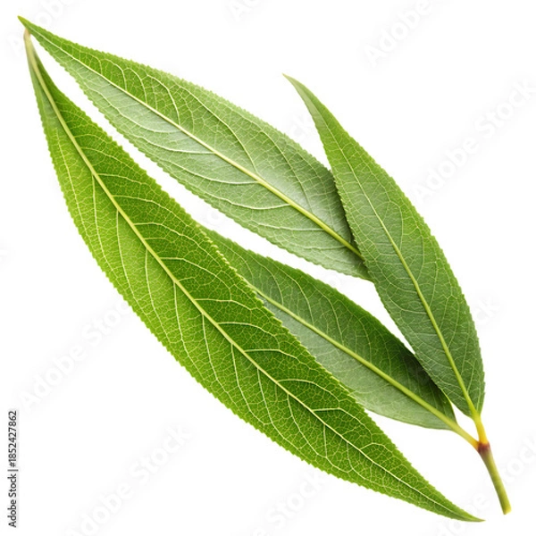 Obraz Willow Leaf Isolated on White Background