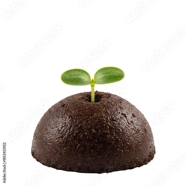 Obraz young plant on a white background