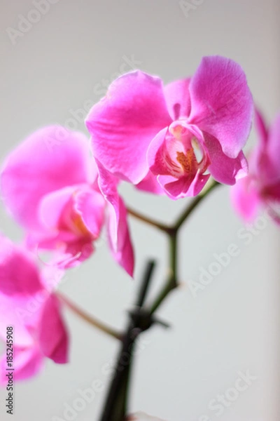 Fototapeta Beautiful purple orchid phalaenopsis flowers. Orchid flowers.