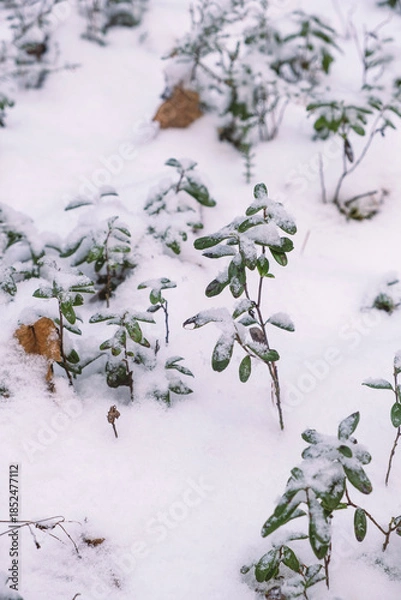 Obraz small plants in snow