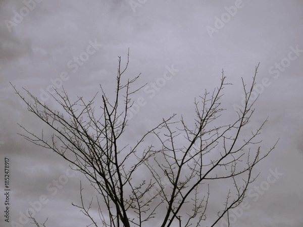 Obraz 夕暮れのくもり空と冬枯れの木