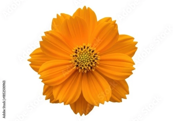 Fototapeta Bright orange cosmos flower isolated on white background