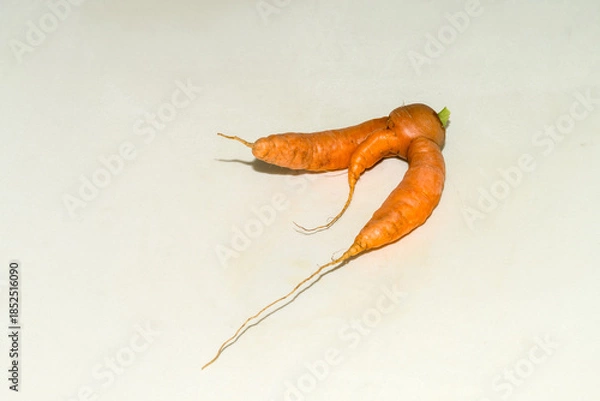 Obraz Abnormal shape of carrots roots  on white background wth shadow