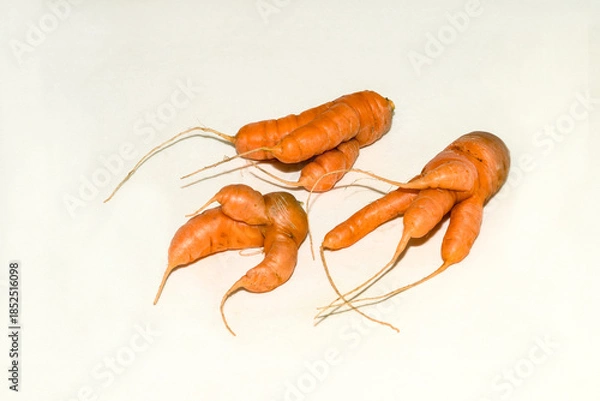 Obraz Abnormal shape of carrots roots  on white background wth shadow