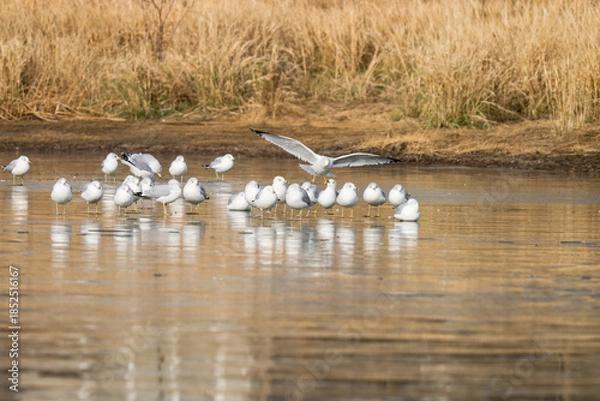 Obraz Gulls are standing on the ice on a recently frozen pond.