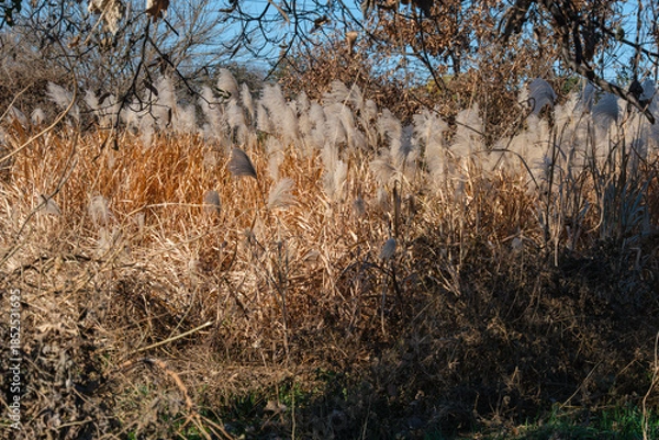 Obraz 森のススキ