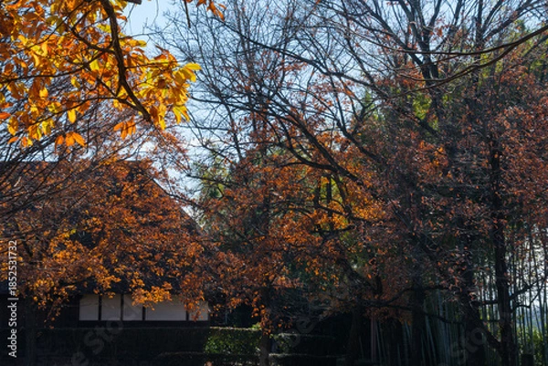 Obraz 茅葺屋根と紅葉