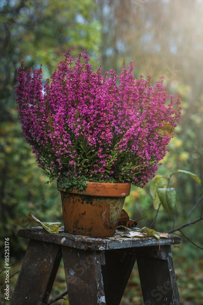 Obraz Purple Calluna
