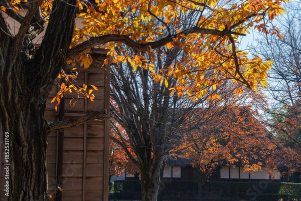 Obraz 茅葺屋根と屋敷林