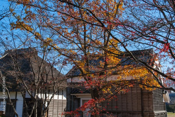 Obraz 茅葺屋根と瓦屋根