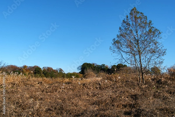 Obraz 木立と草原
