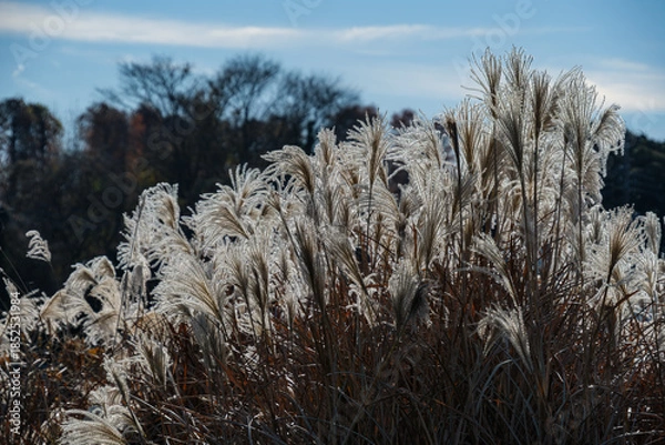 Obraz 光るススキ