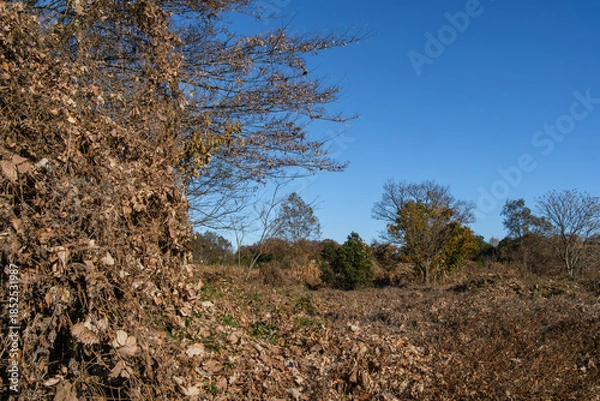 Obraz 草原と枯れ葉