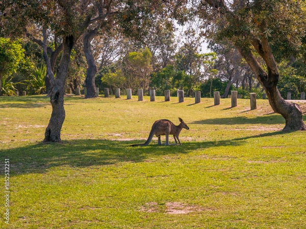 Obraz Kangaroo In the Shade Between Two Trees